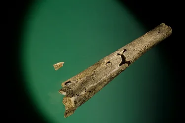 Tibia and lower incisors, Boxgrove, England, 500000 BP, Homo Heidelbergensis fossils