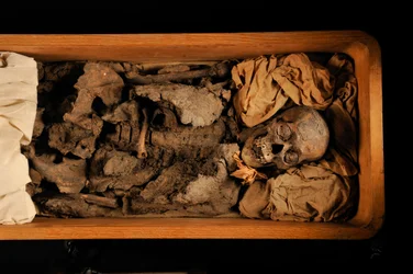 Tutankhamun; 18th Dynasty; New Kingdom; the Egyptian Museum; Cairo; DNA; Sample, 2005