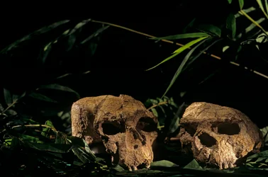 Skulls from Yunxian, Zhoukoudian cave, China