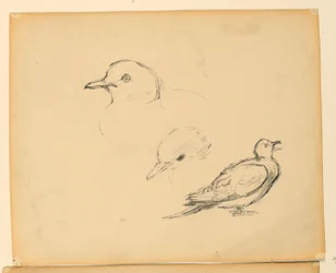 Study for 