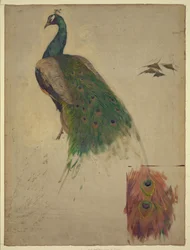 The Sciences, Study for Peacock in Tympanum, Southwest Gallery, Decoration for the Library of Congress, Abstract/Medium