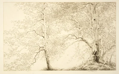 Birches