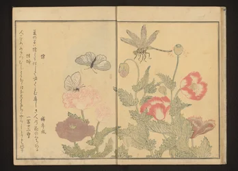 Butterflies and dragonfly near poppies
