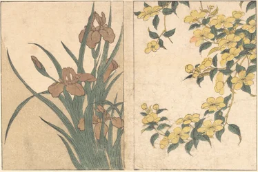Cherry Blossoms and Irises, from the illustrated book Flowers of the Four Seasons