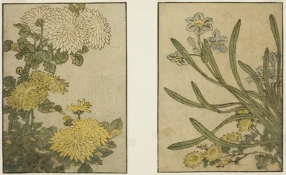 Chrysanthemum and Narcissus, from the illustrated book "Picture Book: Flowers of the Four Seasons," vol. 2