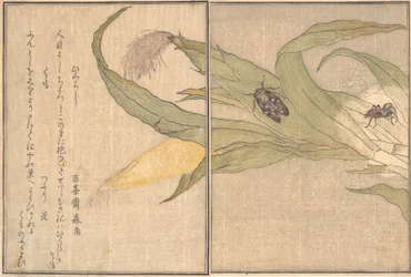 Evening Cicada, Higurashi, Spider, Kumo