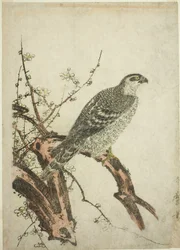 Hawk on a Plum Branch