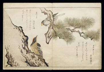 Hawfinch and a Woodpecker, from an album 