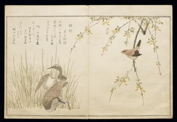 Wren and a Pair of Snipe, from an Album 