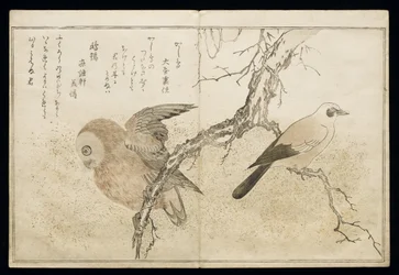 Jay on the Right and an Owl on the Left, from an Album 