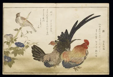 P.332-1946 Vol. 1 f. 8 Cockerel and Hen on the right with a Bunting on the left, from an album ‘Birds compared in Humorous Songs’ (‘Momo Chidori Kyoka Awase’), 1791