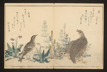 Quail and Skylark