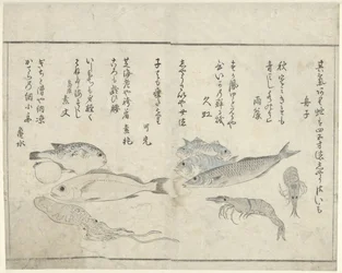 Sea Creatures