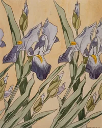 Iris