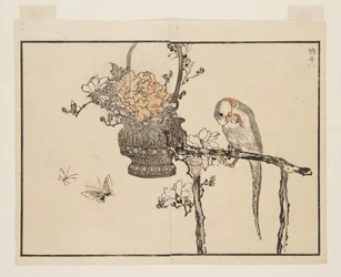 Parrot