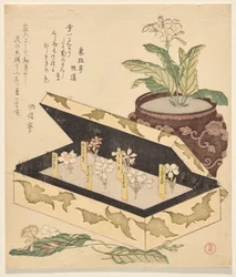 Assortment of primroses in a lacquer box