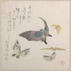 Butterflies
