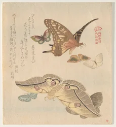 Butterflies and Moths, from the series A Flock of Butterflies