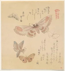 Butterflies and Moths, from the series A Flock of Butterflies