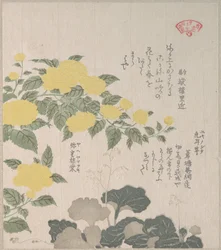Corchorus (or Yellow Rose) and Creeping Saxifrage