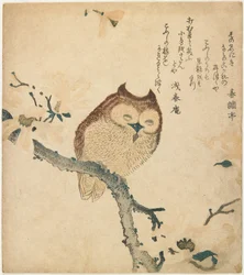 Horned Owl on Flowering Branch