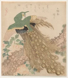Of Three Pieces [Peacock] (Mi hira no uchi)
