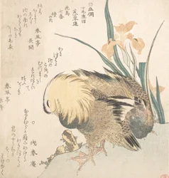 Pair of Mandarin Ducks and Iris Flowers