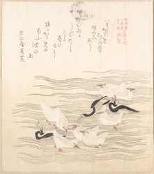 Sea-Gulls Playing on the Water