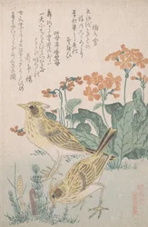 Skylarks and Primroses