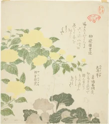 Yellow Roses and Creeping Saxifrages, from the series Collection of Plants for the Kasumi Poetry Circle
