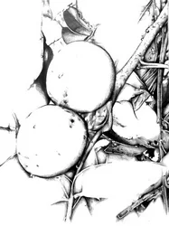 Botanical Fruit Sketch