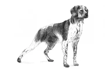 Classic Hunting Dog