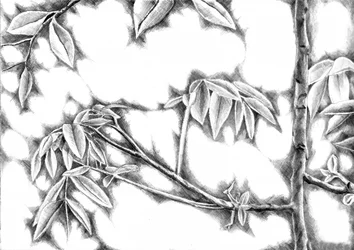 Dappled Light Leaves