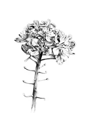 Delicate Floral Sketch