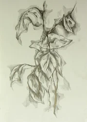 Delicate Leaf Study