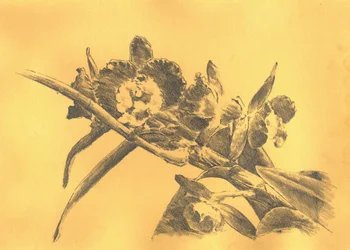 Delicate Orchid Drawing