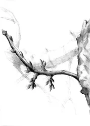 Detailed Branch Sketch