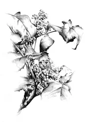 Elegant Grape Vine Study