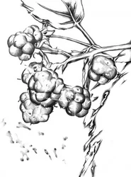Fresh Berry Drawing