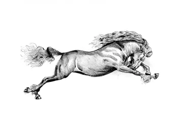 Galloping Wild Horse