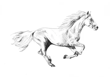 Majestic Running Horse