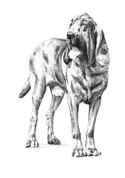 Noble Bloodhound Sketch