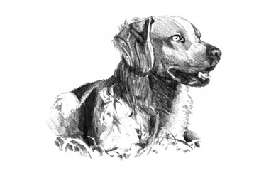 Noble Dog Portrait