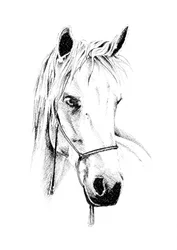 Noble Horse Portrait