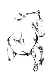 Rearing Wild Horse