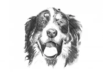Smiling Bernese Dog