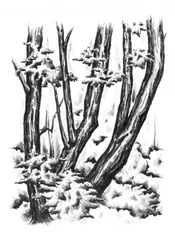 Snowy Winter Woods