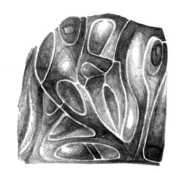 Textured Organic Forms