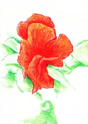 Vibrant Red Bloom