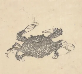 Crab